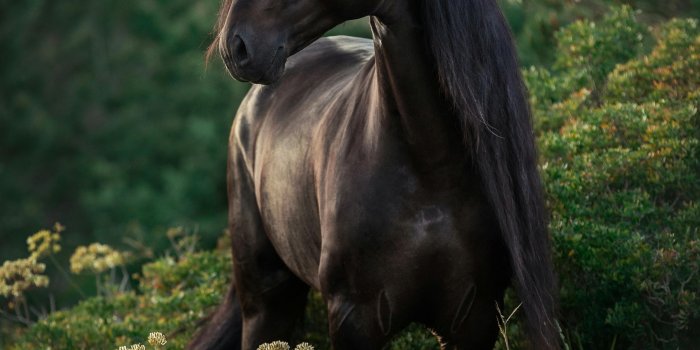 3613x5419 Stallion Stock Photos & HD Images