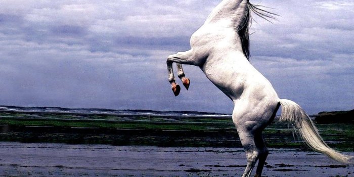 1024x768 arabian-stallion-rearing-riderless