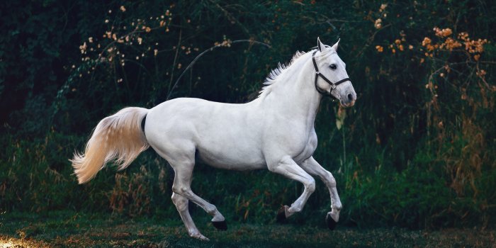3502x2334 Stallion Stock Photos & HD Images
