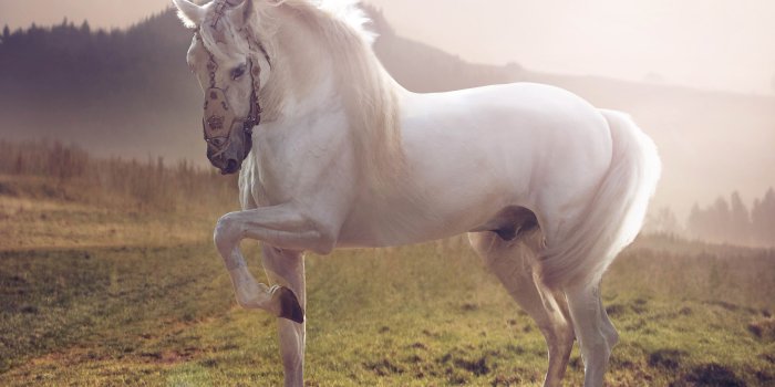 5120x3880 Animal Horse 4k Ultra HD Wallpaper