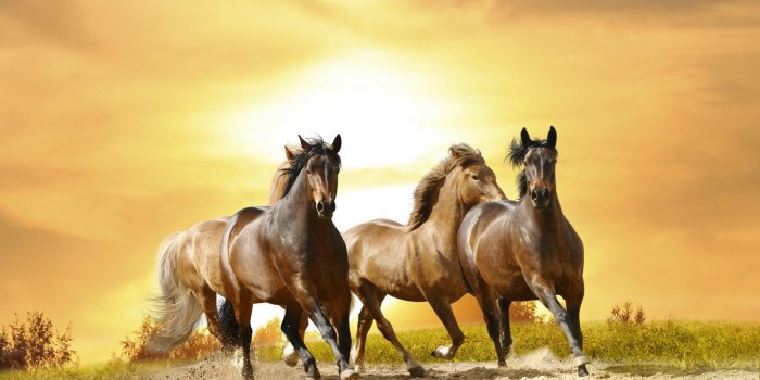 2560x1600 Res: 2560x1600, Horses: Horse Animals