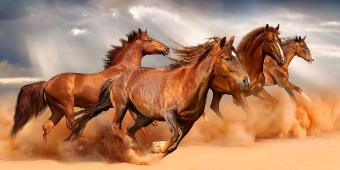1200x800 Beautiful Horse Wallpaper Designs