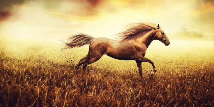 2560x1600 Beautiful stallion wallpaper - Animal