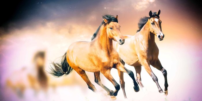 1280x800 Horses Wild Animals - Free photo on