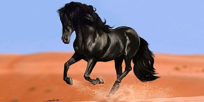 900x563 100+] Black Horse Pictures | Wallpapers.com