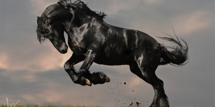 1157x768 Desktop Wallpapers Horses Black Animals