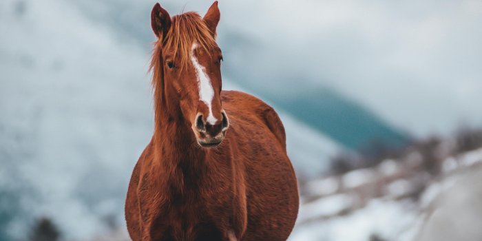 2784x4176 Stallion Stock Photos & HD Images