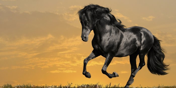 1920x1080 Black Horse Running Ultra HD Desktop