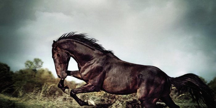 900x900 Beautiful black stallion horse running