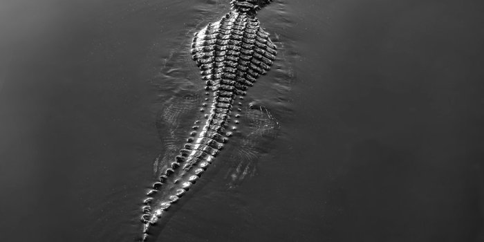 1000x1250 500+ Crocodile Pictures | Download Free