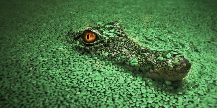 1920x1200 110+] Crocodile Wallpapers