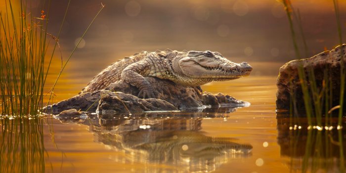 2000x1333 Animal Crocodile HD Wallpaper