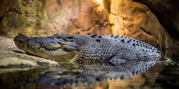 1920x1013 Crawling Crocodile Cave Water Picture