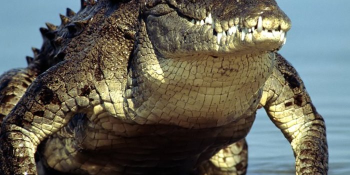 1024x768 alligator wallpapers 1 | One Wallpaper