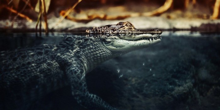 1680x1050 Crocodile Wallpapers (47 Wallpapers