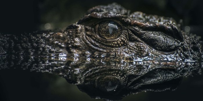 1920x1200 Alligator Backgrounds | Wallpapers