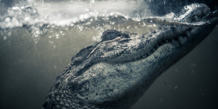 2048x1367 Wallpaper nature, background, crocodile