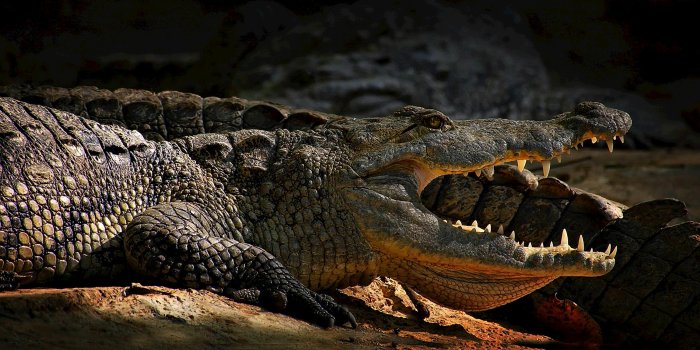 3000x1559 Crocodile Photos, Download The BEST