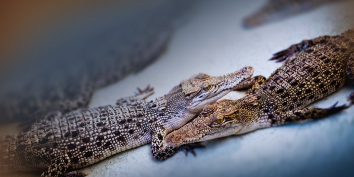 2400x1350 Baby Crocodiles Ultra HD Desktop