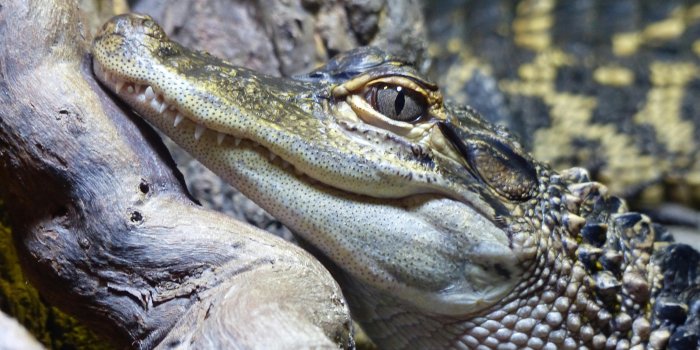 4000x3000 Crocodile Photos, Download The BEST