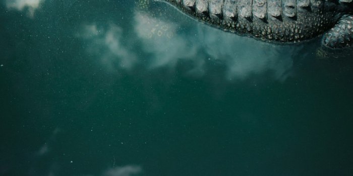 1000x1500 Saltwater Crocodile Pictures | Download