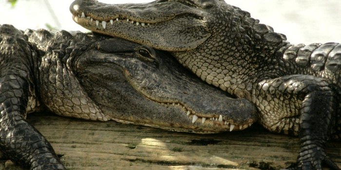 1920x1200 Crocodile couple wallpaper - Animal