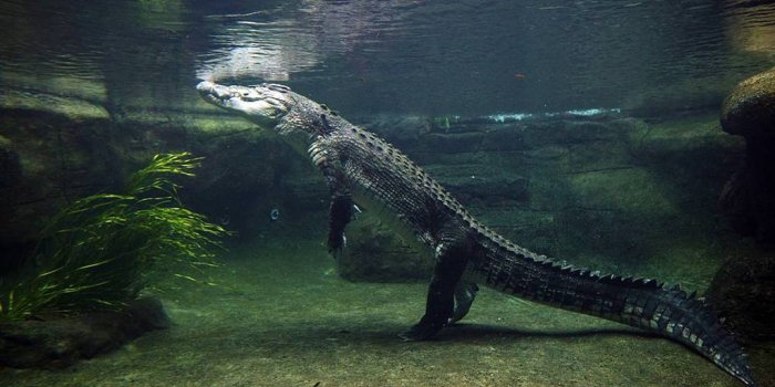 1024x768 Crocodile Wallpapers