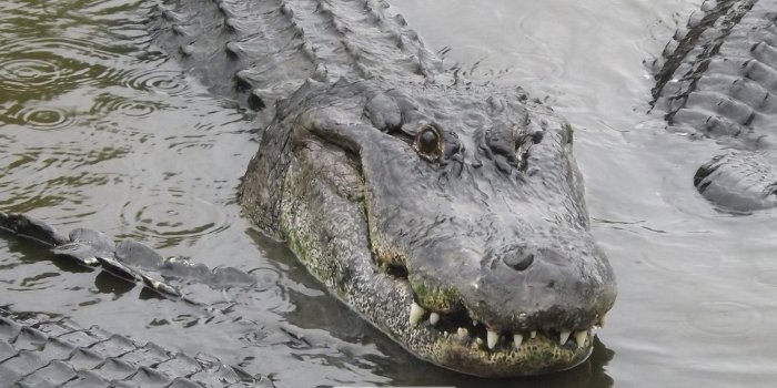 1920x1080 Wallpaper Alligator Images