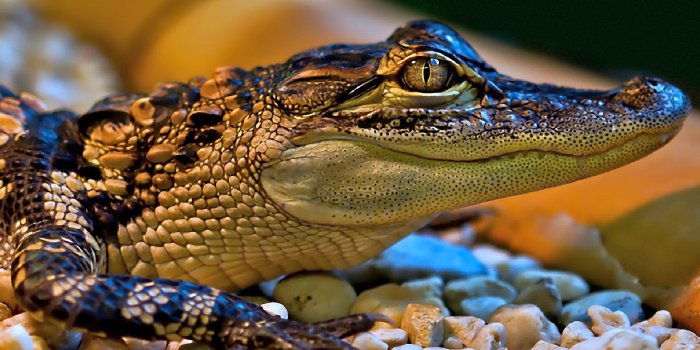 1920x1080 Little Crocodile