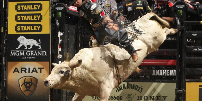 1800x1440 Bull Riding Wallpapers
