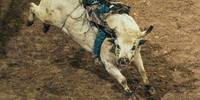 1284x2778 Best Bull riding iPhone HD Wallpapers