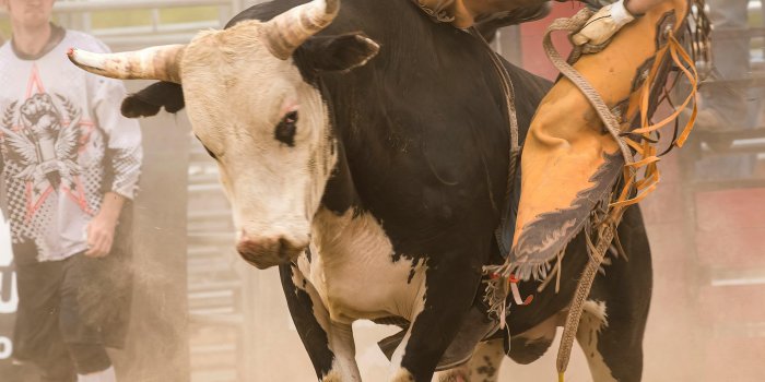 4006x6000 Rodeo Photos, Download The BEST Free
