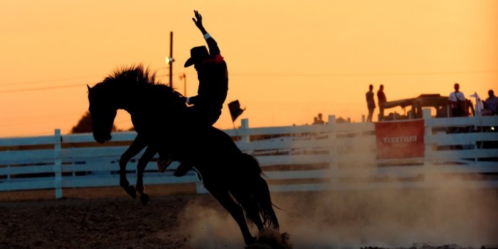 1332x850 Rodeo Horses Wallpapers