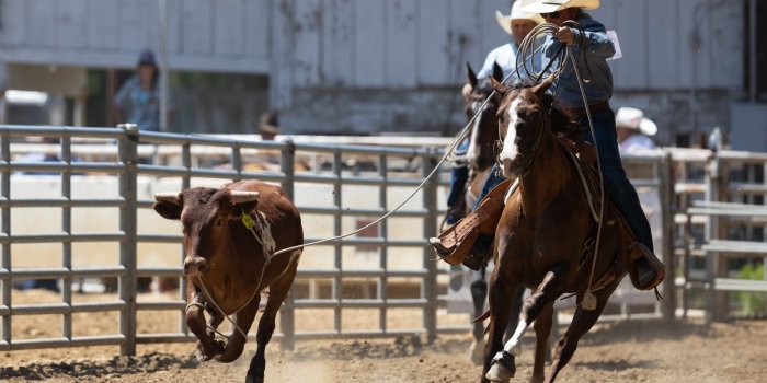 2560x1707 Full house at Horse Show & Rodeo