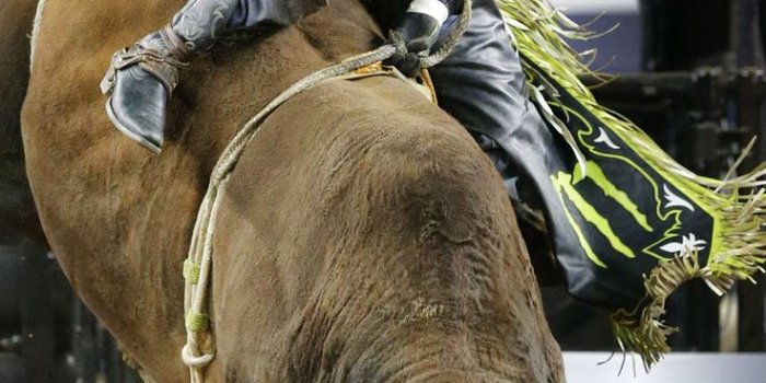 736x1593 bull riding | Bull riding, Bull, Riding