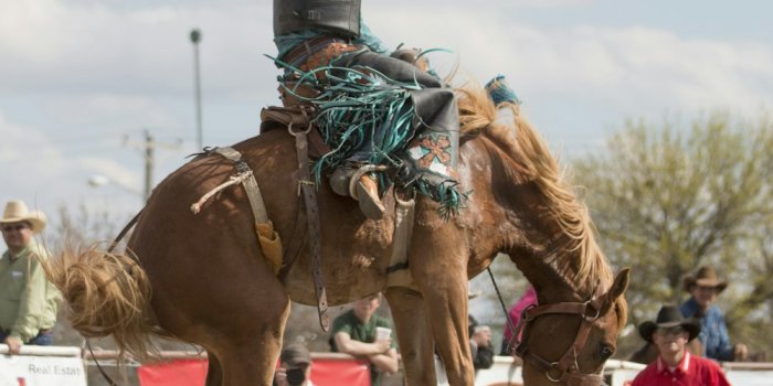 1000x1289 30k+ Rodeo Pictures | Download Free