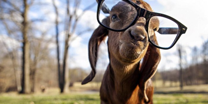 1920x1200 200+] Goat Wallpapers | Wallpapers.com