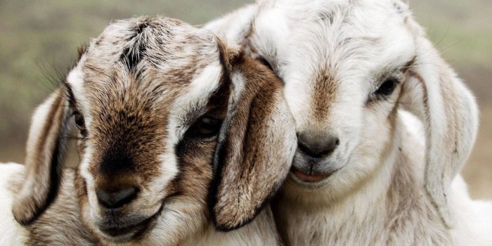1920x1200 200+] Goat Wallpapers | Wallpapers.com