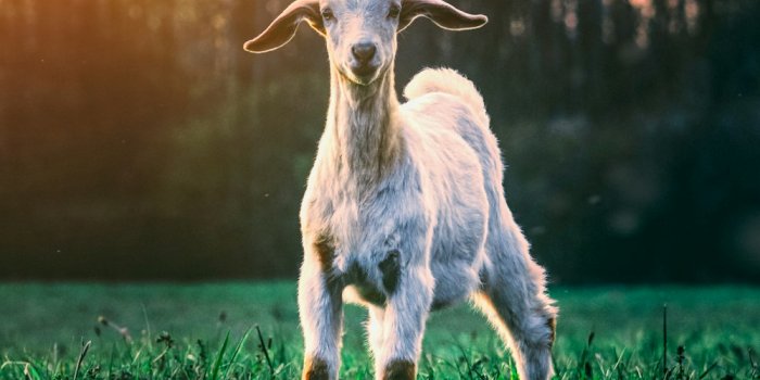 1000x1499 Goat Wallpaper Pictures | Download Free