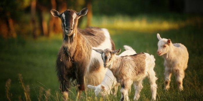2048x1366 Animal Goat HD Wallpaper