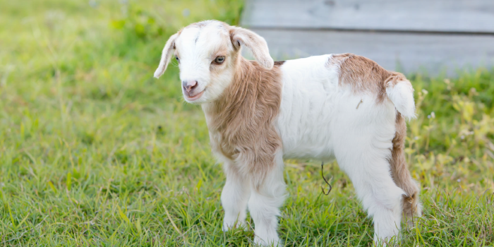 1280x800 My Baby Goats HD Wallpapers New Tab