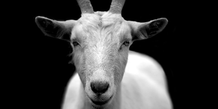4592x3448 Goat Photos, Download The BEST Free