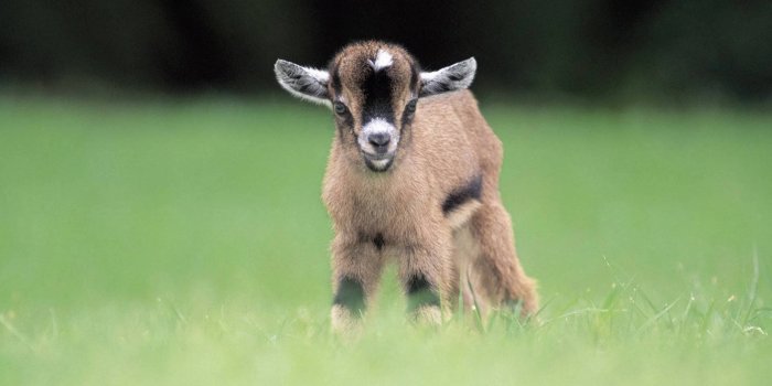 1920x1080 300+] Goat Pictures | Wallpapers.com