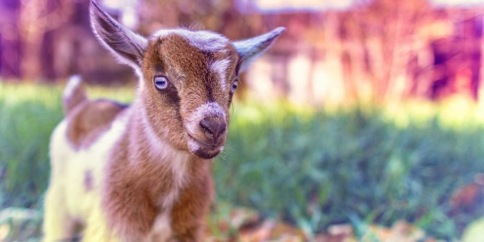1920x1080 Goats Wallpapers