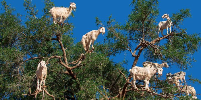 1920x1080 Bing image: Goats don t grow on trees