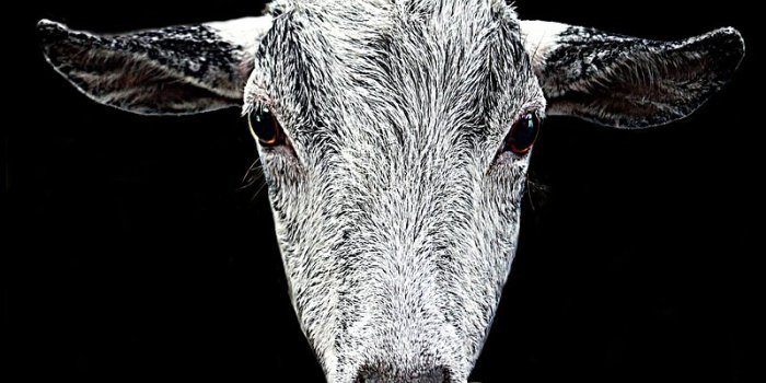 800x1252 Public Domain Images Goat Images | Free