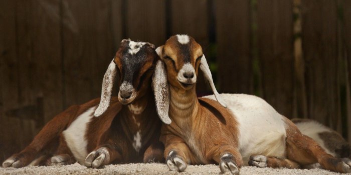 1920x1080 Goats Wallpapers