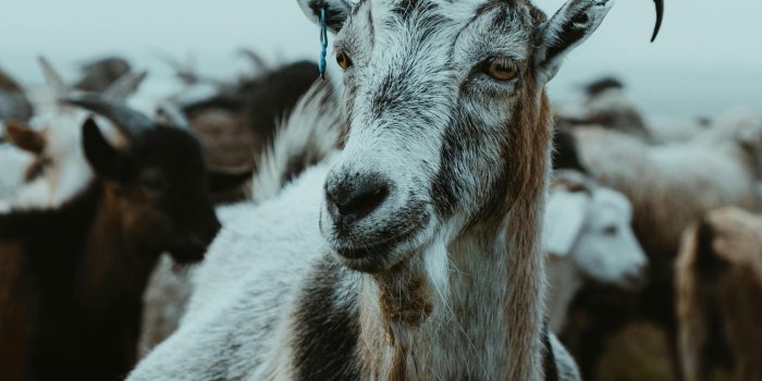 3328x4160 Photo of Goat in Close Up Photography