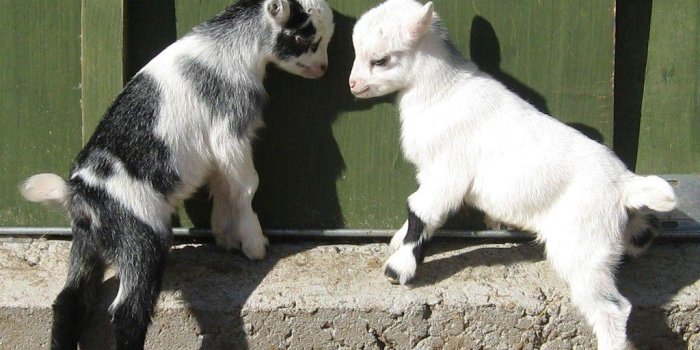 1024x768 Goat Breeds - Facts, Types, and Pictures