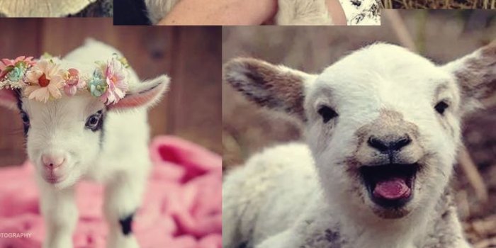 736x1308 Adorable Goats Wallpaper